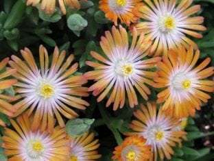 Delosperma Jewel of Desert Topaz PP23492