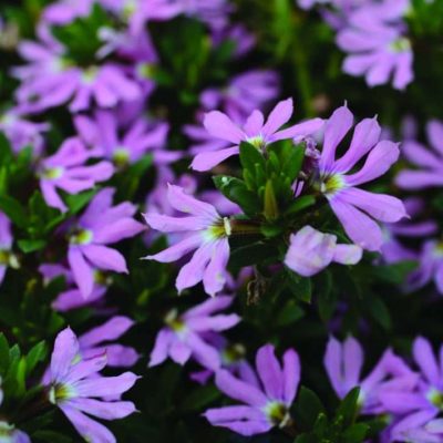Scaevola aemula Surdiva® Classic Pink