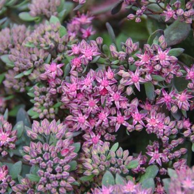 Sedum hybrid Red Canyon