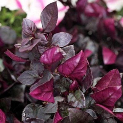 Alternanthera hybrid 'Choco Chili'