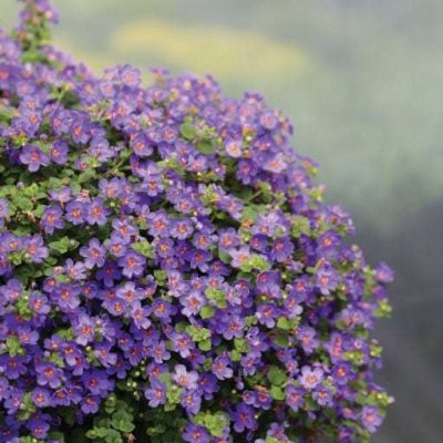 Bacopa (Sutera) 'Epic Blue'