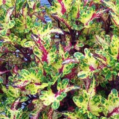 Coleus Tickled Pickle