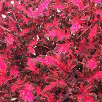 Coleus Tickled Pink