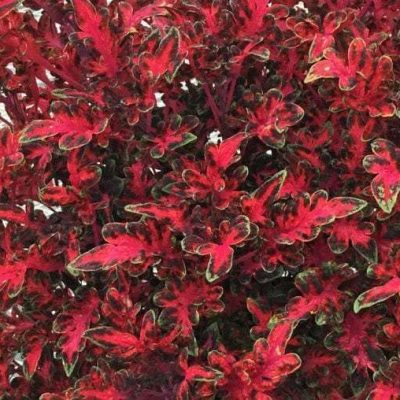 Coleus Tickled Red
