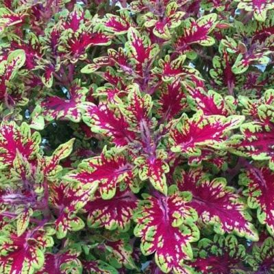 Coleus Tickled Rose