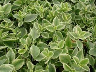 Aptenia cordifolia 'Variegata'