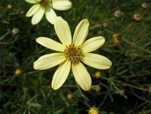 Coreopsis verticillata 'Moonbeam'