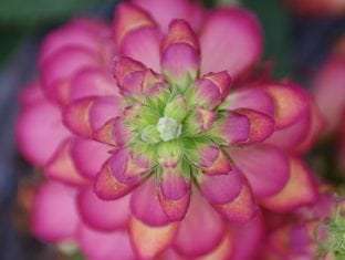 Digitalis ILLUMINATION® Flame PP 25442