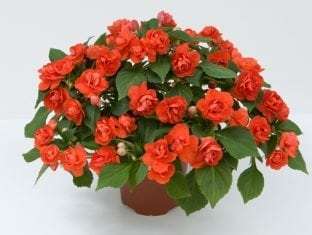 Impatiens, double Musica   Orange