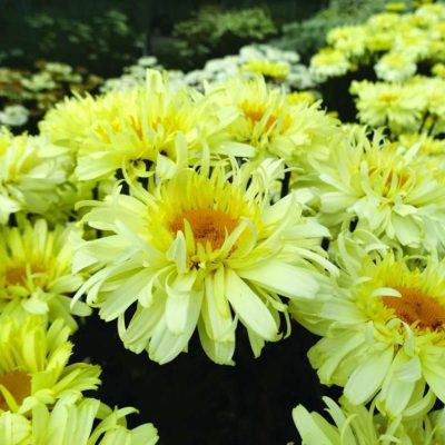 Leucanthemum superbum Real Charmer