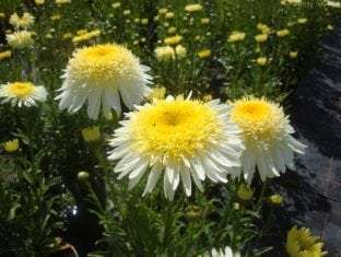 Leucanthemum superbum Real Glory