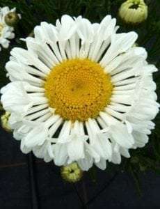 Leucanthemum superbum Real Neat