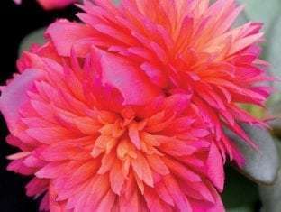 Portulaca oleracea 'Duna Colorblast® Double Magenta'