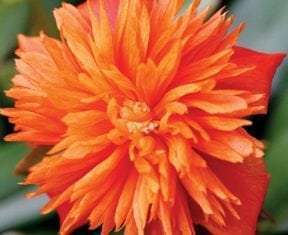 Portulaca oleracea 'Duna Colorblast® Double  Orange'