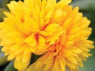 Portulaca oleracea 'Duna Colorblast® Double Yellow'