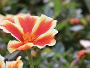 Portulaca Seaglass 'Mango Mojito'