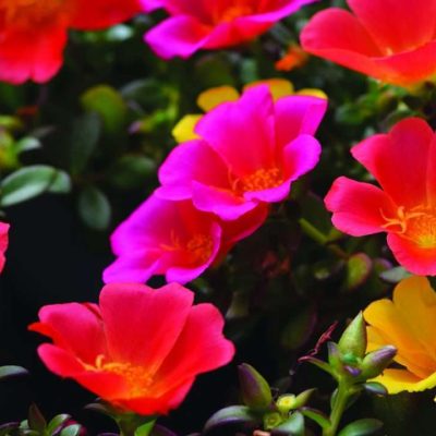 Portulaca Seaglass 'Plumberry'