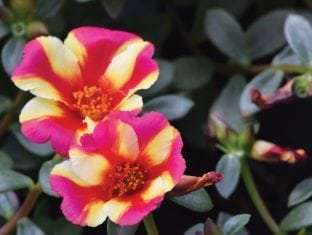 Portulaca oleracea 'Seaglass Watermelon Punch'