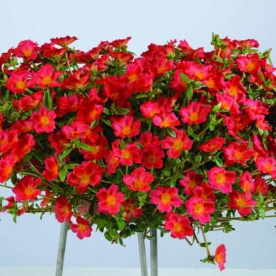 Portulaca Pazazz Orange Flare