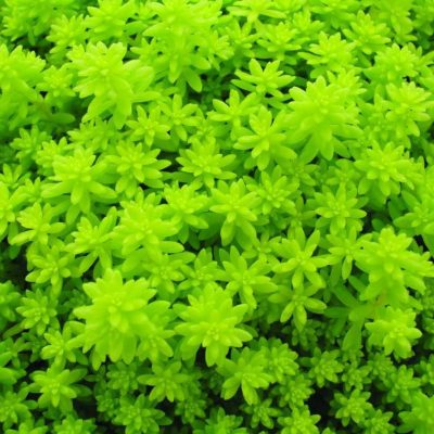 Sedum Fine Leaf Gold