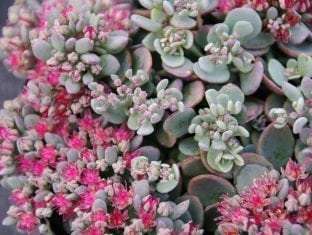 Sedum hybrid Rocky
