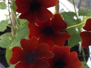 Thunbergia alata Sunny Susy® Brownie (Red)