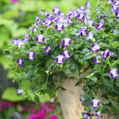 Torenia fournieri 'Summer Wave® Bouquet Blue'