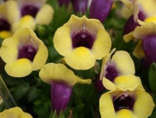 Torenia fournieri 'Summer Wave® Bouquet Gold'