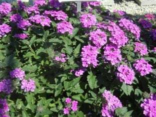 Verbena TEMARI® Patio Hot Pink