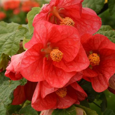 Abutilon PATIO LANTERN™ Passion
