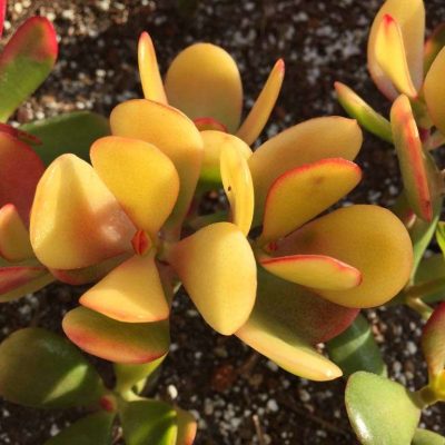 Crassula ovata 'Sunshine'