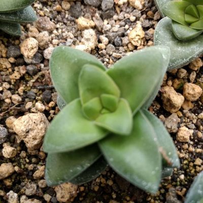 Crassula 'Springtime'