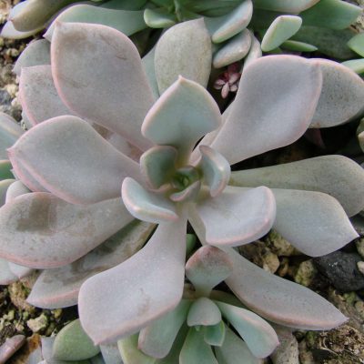Graptopetalum Graptoveria hybrid 'Debbie'