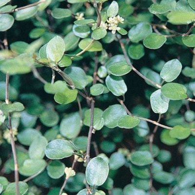 Muehlenbeckia 'Axillaris'