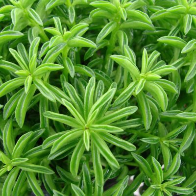 Peperomia axillaris