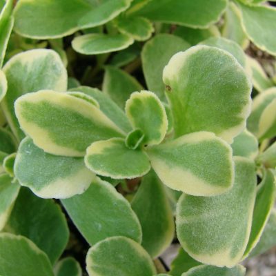 Sedum ellacombianum 'Cutting Edge'