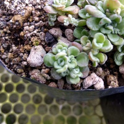 Sedum hybrid 'Harvest Moon'