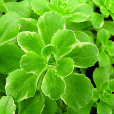Sedum kamtschaticum Variegatum