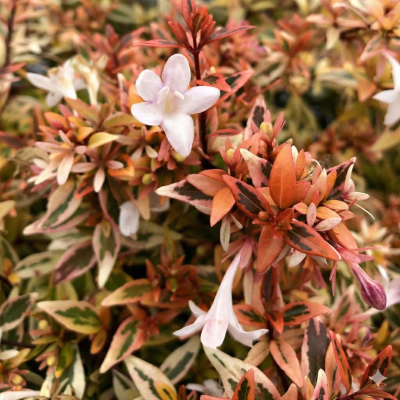 Abelia SUNTASTIC® Peach