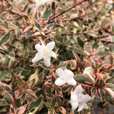 Abelia SUNTASTIC® Pink