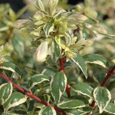 Abelia SUNTASTIC® Radiance