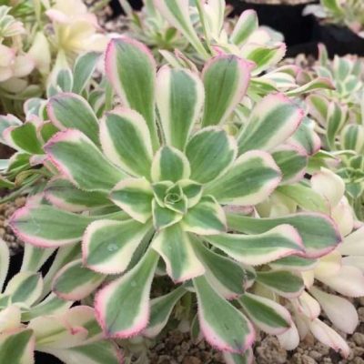 Aeonium arboreum 'Luteovariegatum'