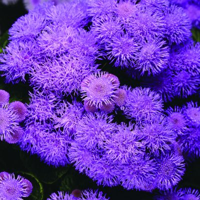 Ageratum Bumble Blue