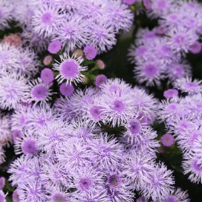 Ageratum Bumble Silver