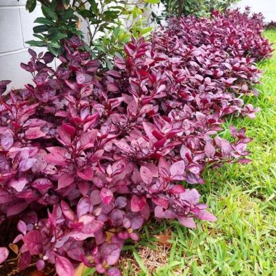 Alternanthera dentata 'Little Ruby'