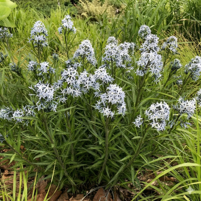 Amsonia x 'Bases Loaded'