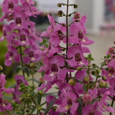 Angelonia Serafina Pink IMP