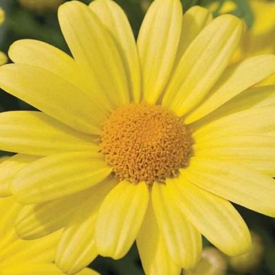 Argyranthemum frutescens Beauty Yellow