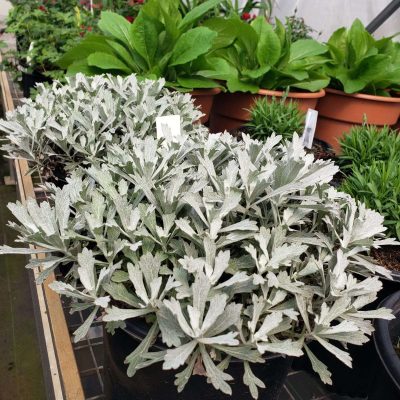 Artemisia GardenGhost®