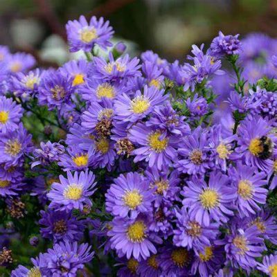 Aster dumosus Kickin' Lilac Blue